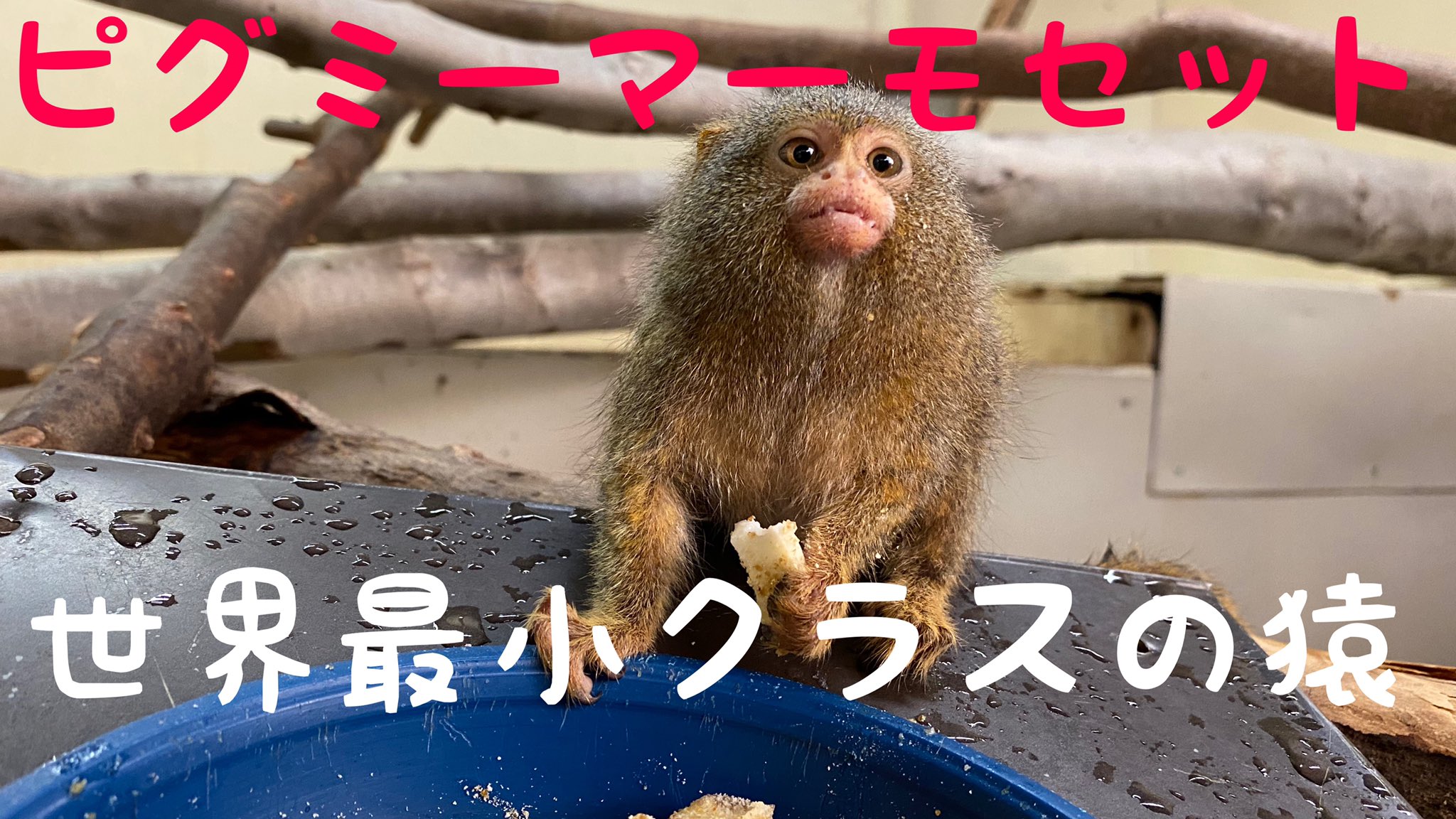 草津熱帯圏 日本ではわずか4つの動物園でしか飼育されていない世界最小クラスの猿 ピグミーマーモセットの貴重な食事シーン T Co Vanltmklby 草津熱帯圏 ピグミーマーモセット