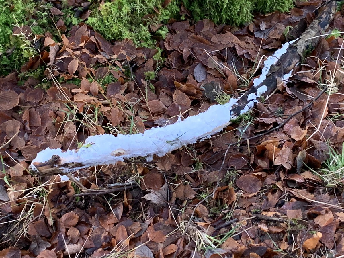 gjp2911's tweet image. #BBCLandward frosted fungus near Callander Crags