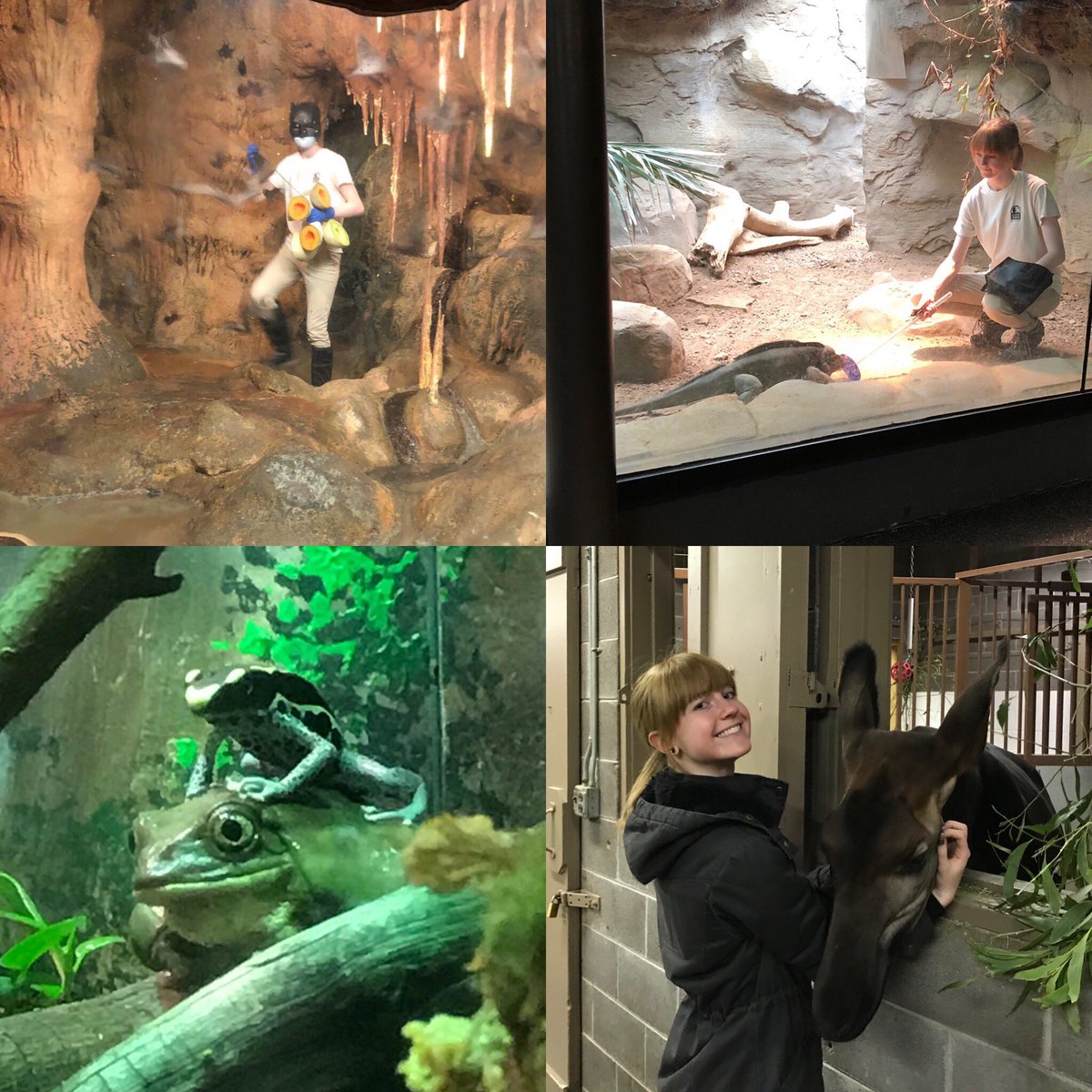 freckledoe's tweet image. Hello! I am a high altitude goblin who keeps/breeds geckos and makes animal costumes professionally. I post life things, WIPs, animals, and nonsense here!
✨ Conservation
🦎 Husbandry
🐸 Herpetology
🦇 Learning
🌱 Being a doofus
