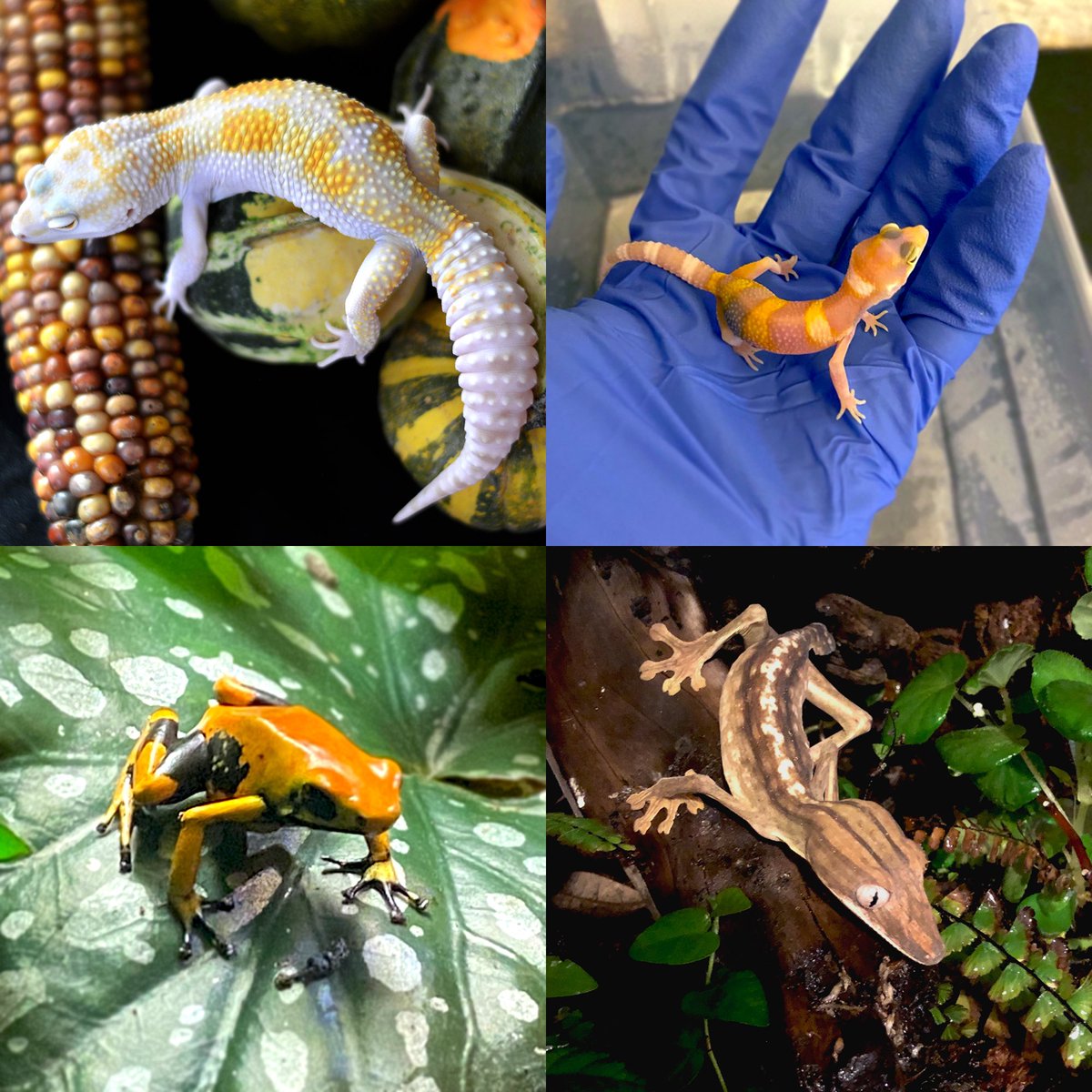 freckledoe's tweet image. Hello! I am a high altitude goblin who keeps/breeds geckos and makes animal costumes professionally. I post life things, WIPs, animals, and nonsense here!
✨ Conservation
🦎 Husbandry
🐸 Herpetology
🦇 Learning
🌱 Being a doofus