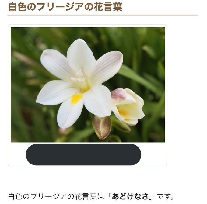 フリージアのtwitterイラスト検索結果 古い順