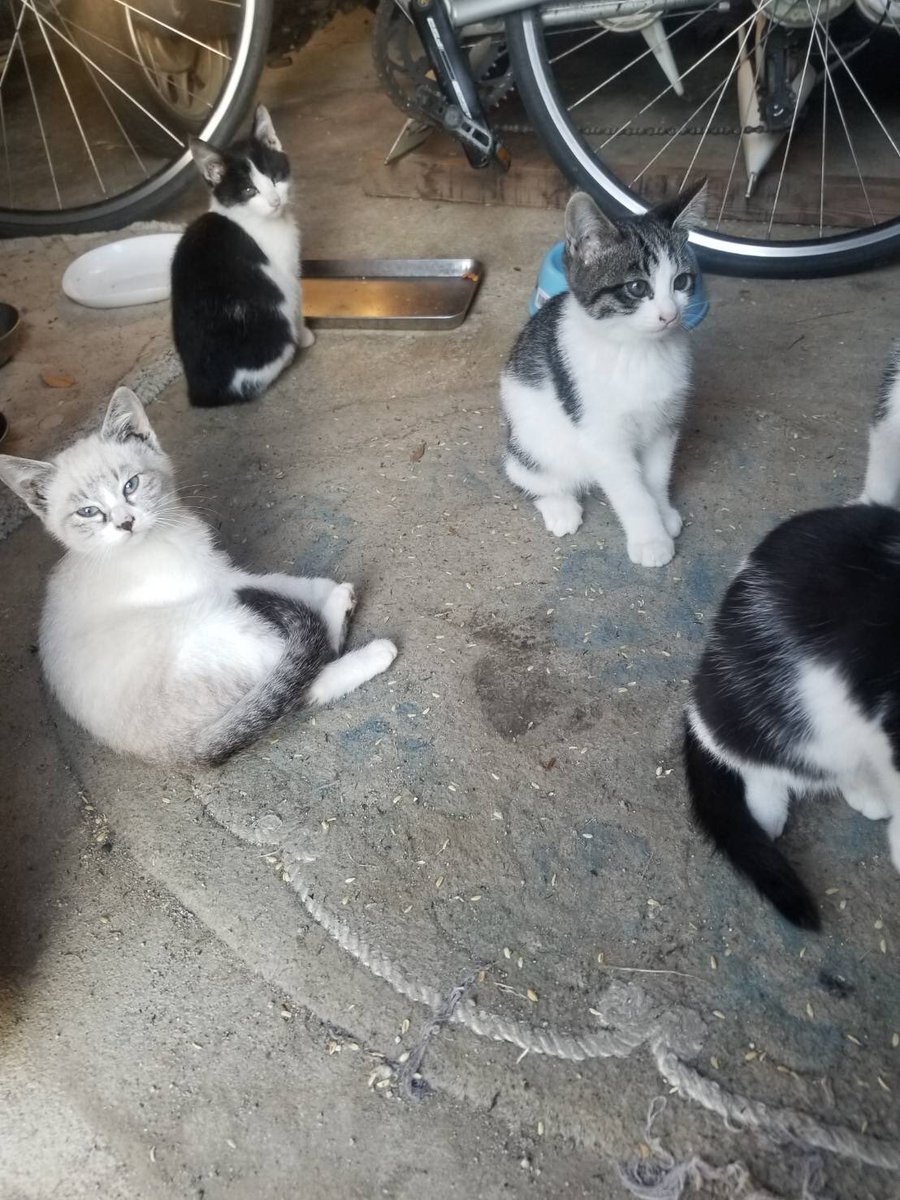 shunya_0806's tweet photo. 生まれてから3.4ヶ月くらいの野良猫の子猫が5匹いるんですけど欲しい方いませんか？

気になった方はDMで連絡お願いします🙇‍♂️ https://t.co/hkr3Zp3gNU