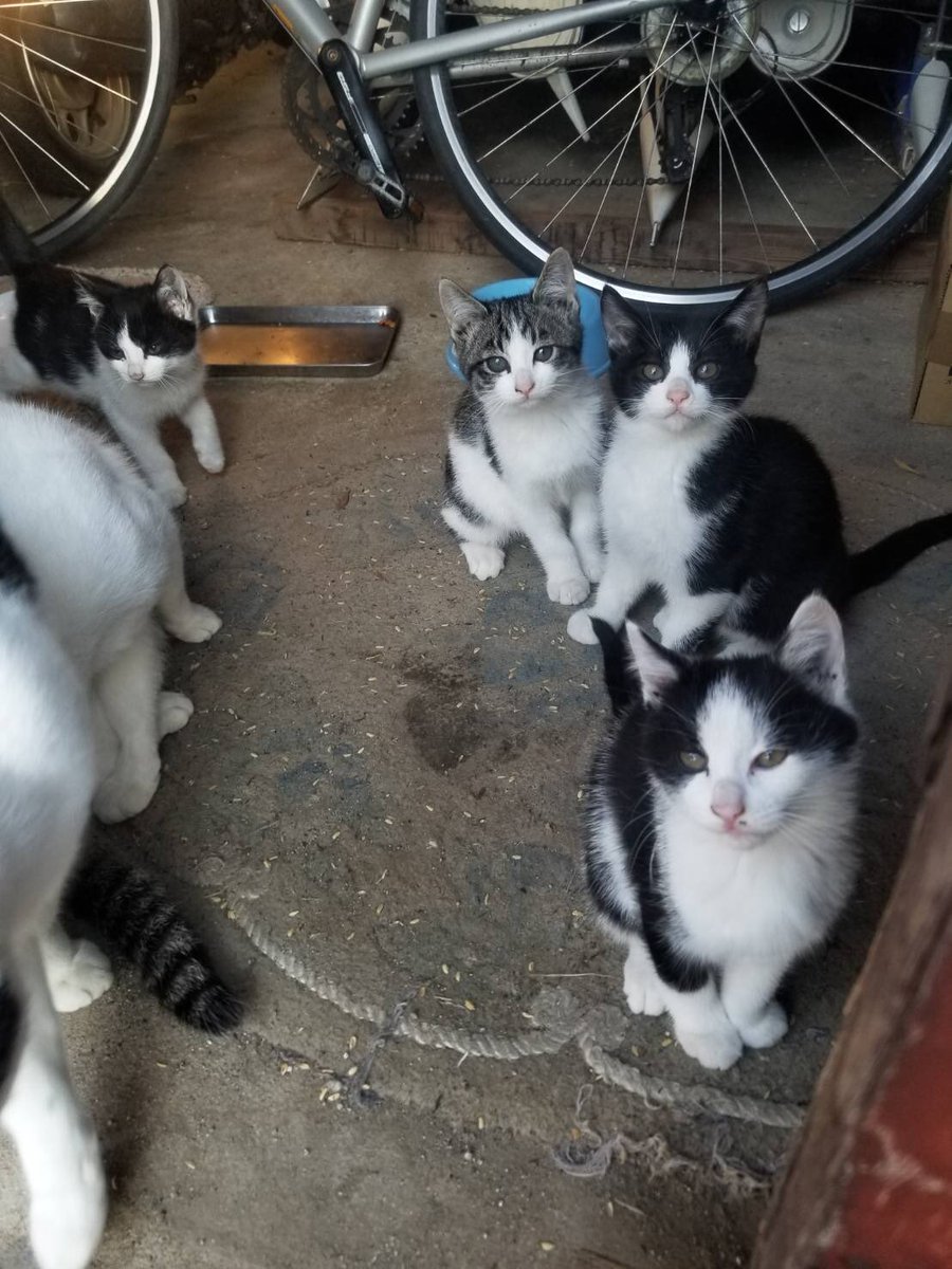 shunya_0806's tweet photo. 生まれてから3.4ヶ月くらいの野良猫の子猫が5匹いるんですけど欲しい方いませんか？

気になった方はDMで連絡お願いします🙇‍♂️ https://t.co/hkr3Zp3gNU