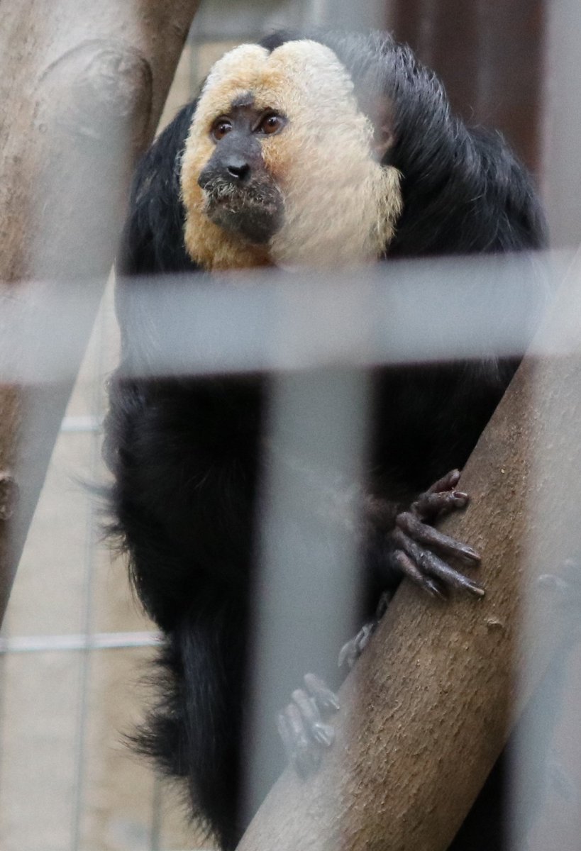 shinosankpop's tweet photo. チビリン会えた❤️
#上野動物園 #uenozoo
#チビリン
#シロガオサキ
#Pitheciapithecia https://t.co/RJuDucKKK5