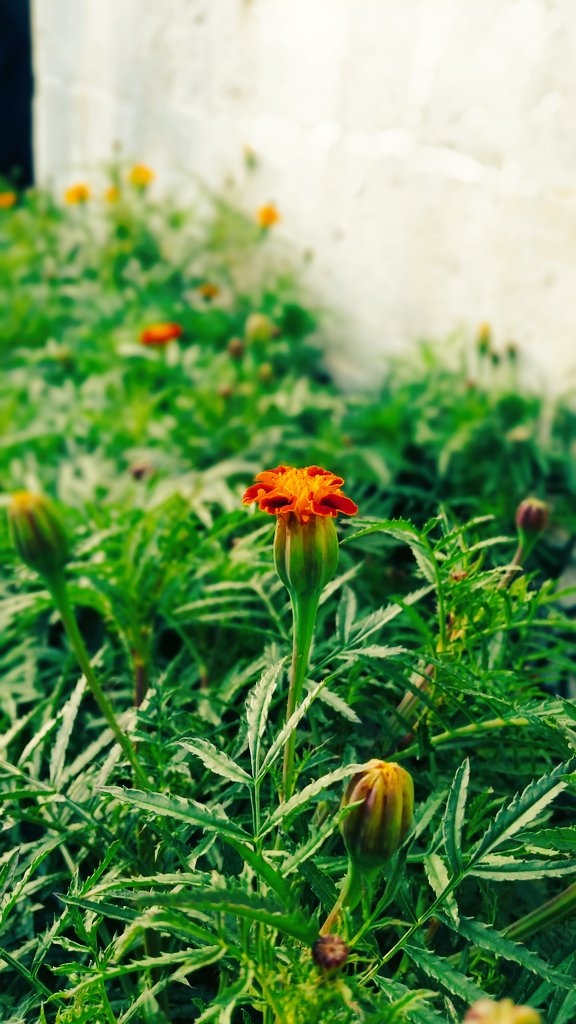 yasirkhan479's tweet image. #simpleclick