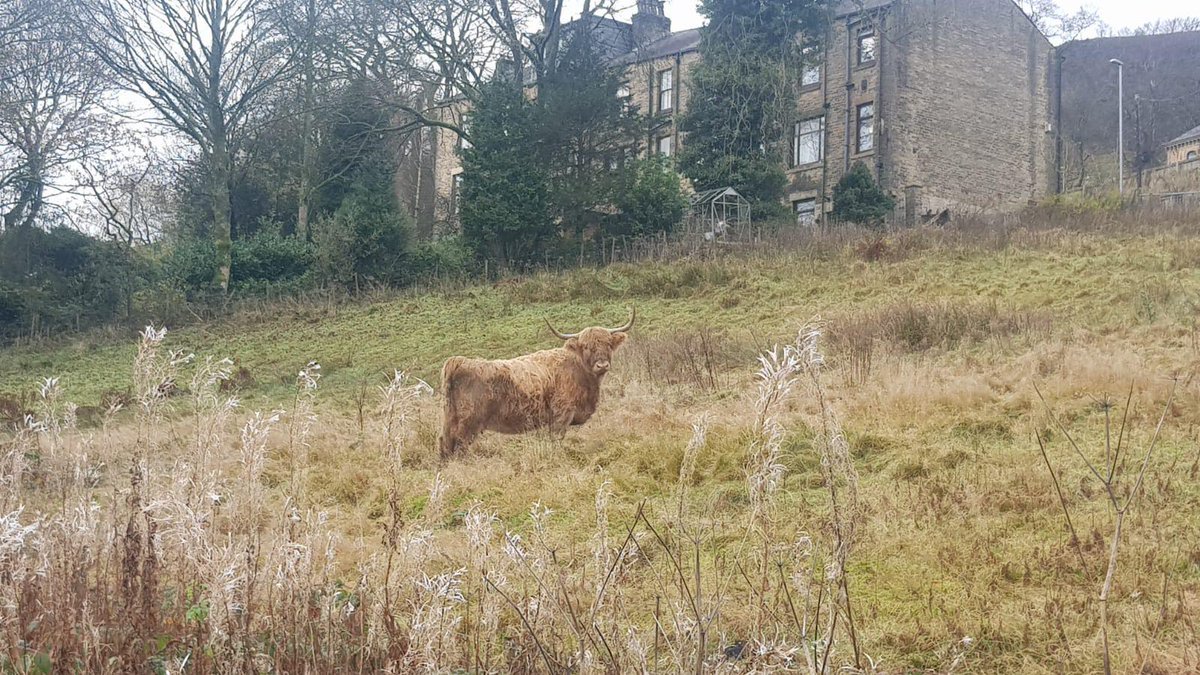 CityofTreesMcr's tweet photo. Our team had an extra set of hooves overseeing our tree planting today in Delph, #Oldham
#NorthernForest #treeplanting #GMTreeMonth https://t.co/tzDvBUlXNY