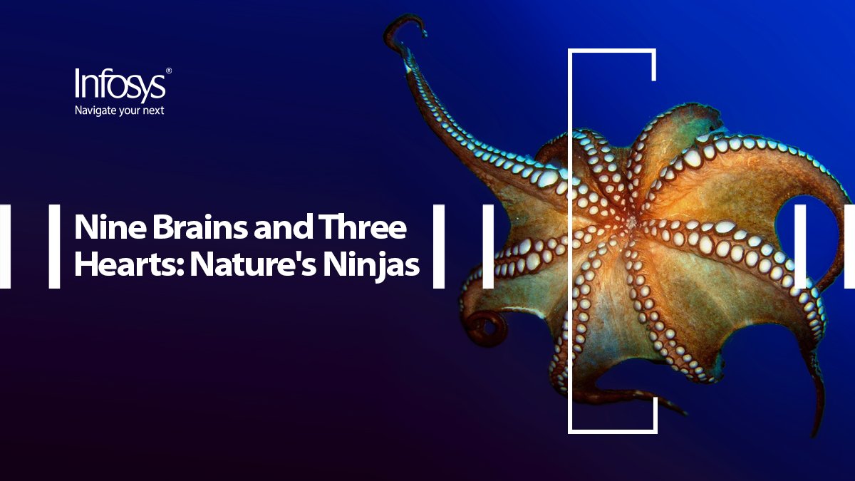 Nature’s ninja has three hearts, nine brains, and eight arms – and much to teach us. Enterprises must learn from nature – evolve and adapt. https://t.co/JcsLTBRDCj @Infosys_IKI #InfosysKnowledgeInstitute @jeffkav https://t.co/39mLaWgQiW