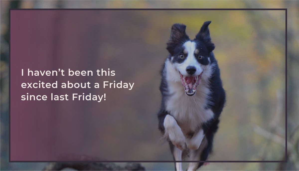Lioness_Lilo's tweet photo. Happy Friday!

#friday #happyfriday #fridaymood #fridayvibes #fridayfeeling #goodfriday #fridays #itsfriday #fridayfun #fridayfeels #fridayfunday #followfriday #isitfridayyet #fridaymotivation #alohafriday #weekend https://t.co/BO7aQvuXhR