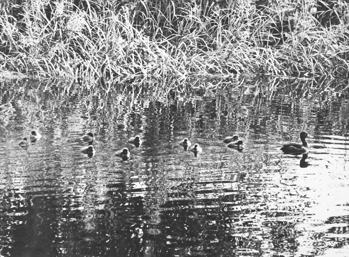 This majestic goldeneye and her brood were a rare sight on a Hampshire river. People often reminisce about Goldeneye (the film) and Goldeneye (the videogame), and we hope that some day Goldeneye (the duck) will receive the proportionate critical acclaim they deserve