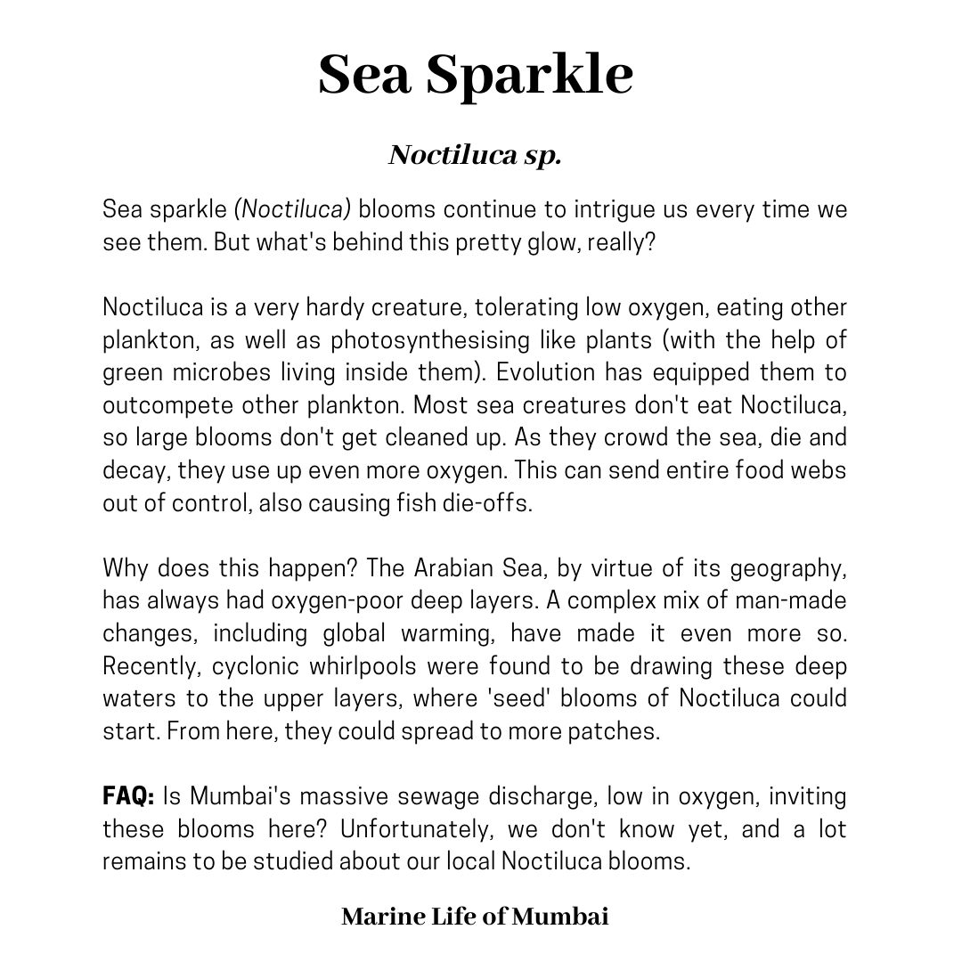 Marine Life of Mumbai tweet media