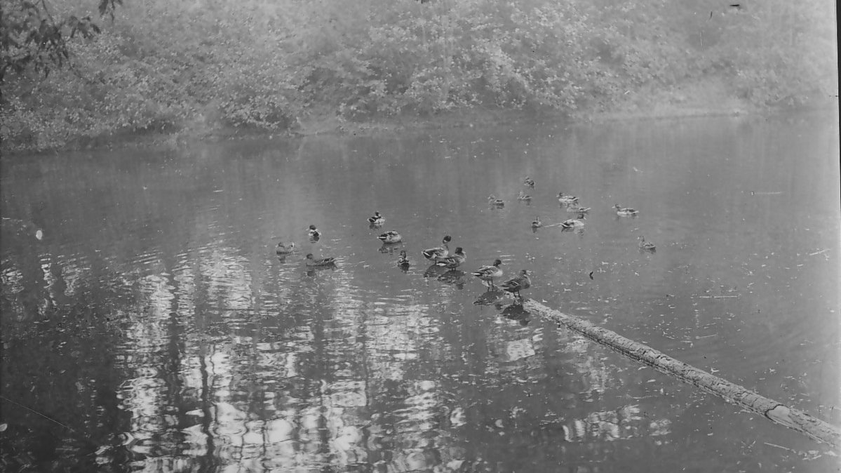 These ducks have turned off their phones and are enjoying living in the moment in a pond in Burghfield. It means they will not see these tweets but we hope that if they did they would appreciate them all the same