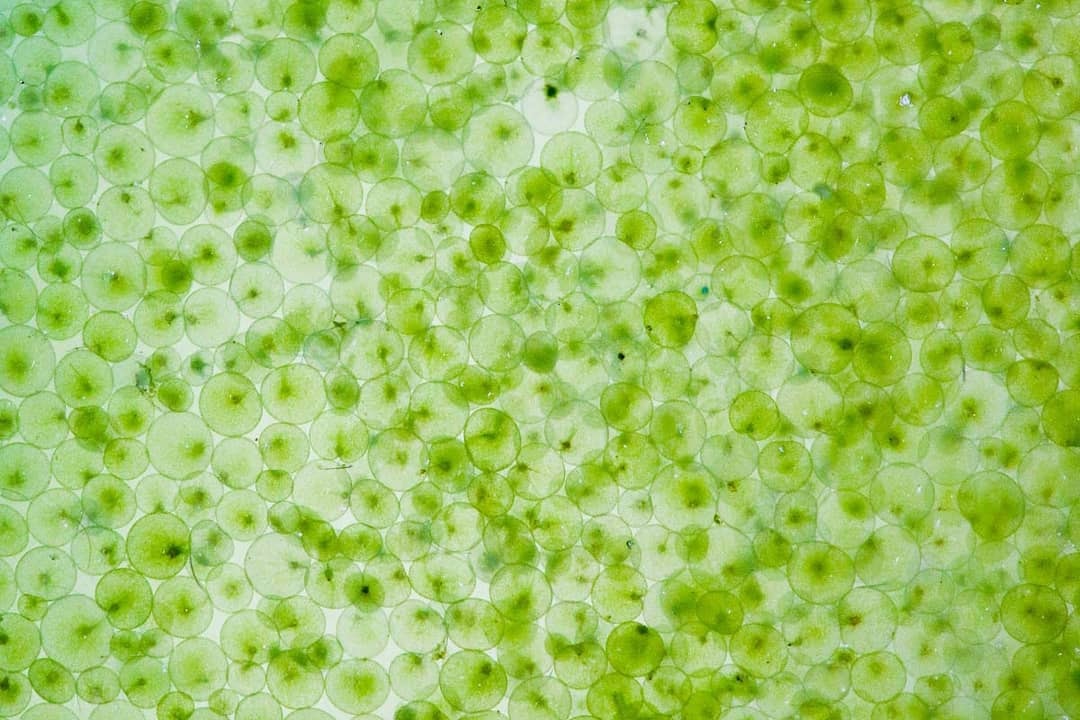 Marine Life of Mumbai tweet media