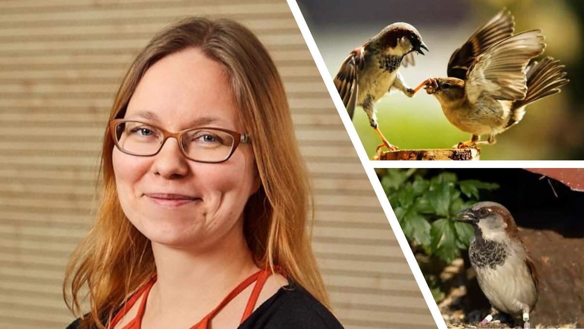 Joost Raeymaekers (@joostraeymkrs) on Twitter photo Today's FBA lunch webinar: <a href="/AlinaNiskanen/">Alina Niskanen</a> presenting her recent PNAS paper on evolutionary genetics in a house sparrow metapopulation. Thanks Alina for the great presentation! <a href="/Norduniversitet/">Nord universitet</a> <a href="/CBD_NTNU/">CBD at NTNU</a> <a href="/SparrowNinjas/">CBD House Sparrow Project</a> <a href="/unioulu/">University of Oulu</a> Today's FBA lunch webinar: <a href="/AlinaNiskanen/">Alina Niskanen</a> presenting her recent PNAS paper on evolutionary genetics in a house sparrow metapopulation. Thanks Alina for the great presentation! <a href="/Norduniversitet/">Nord universitet</a> <a href="/CBD_NTNU/">CBD at NTNU</a> <a href="/SparrowNinjas/">CBD House Sparrow Project</a> <a href="/unioulu/">University of Oulu</a>