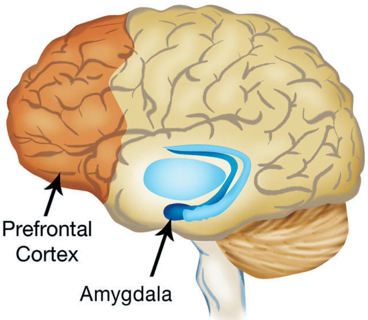 The most important skill I learned with #emotionalintelligence is the importance of being aware when I find myself triggered (situation, belief, emotion). Positive impact when I act with clear mind and open heart. ❤️ #selfawareness