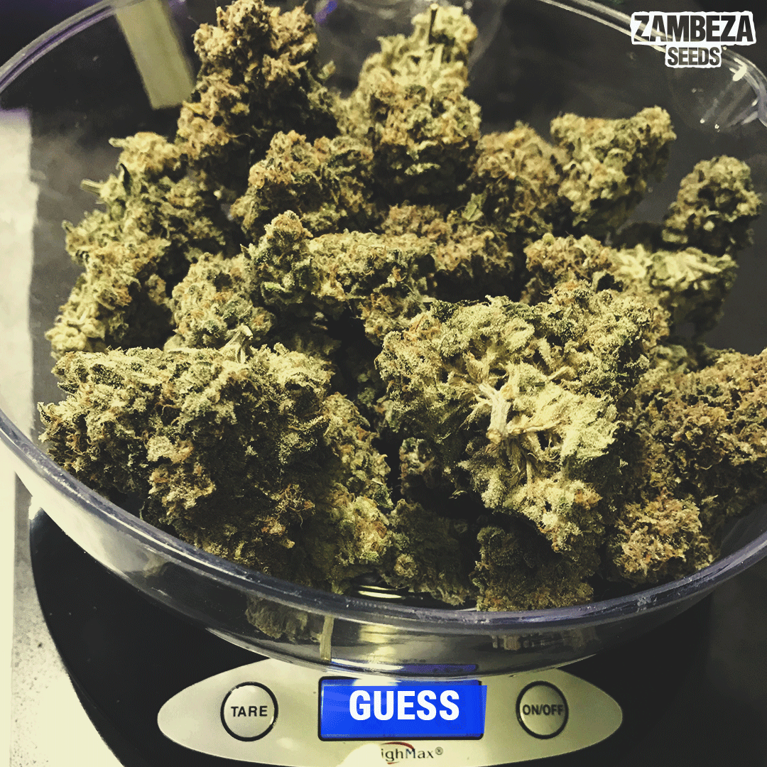 Can you #guess the weight of this Pineapple Express?

Think about it and let us know!😎

This one is from📸grnhead05