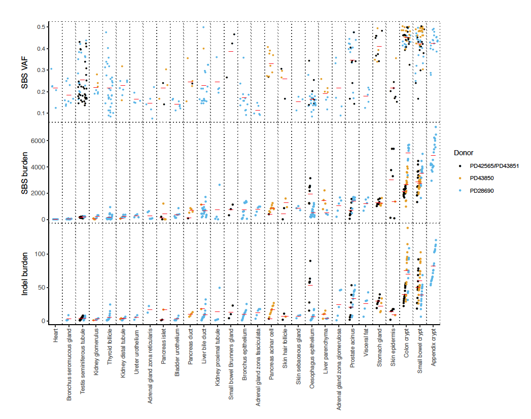 We compared mutation burdens across tissues. Crypts have the highest rates (52 SBS/year), but lower rates were in gastric glands (25 SBS/year), prostatic glands (19 SBS/year) & pancreatic acini (15 SBS/year). Remarkably, the male germline rate was much lower (2.6 SBS/year)[4/10]