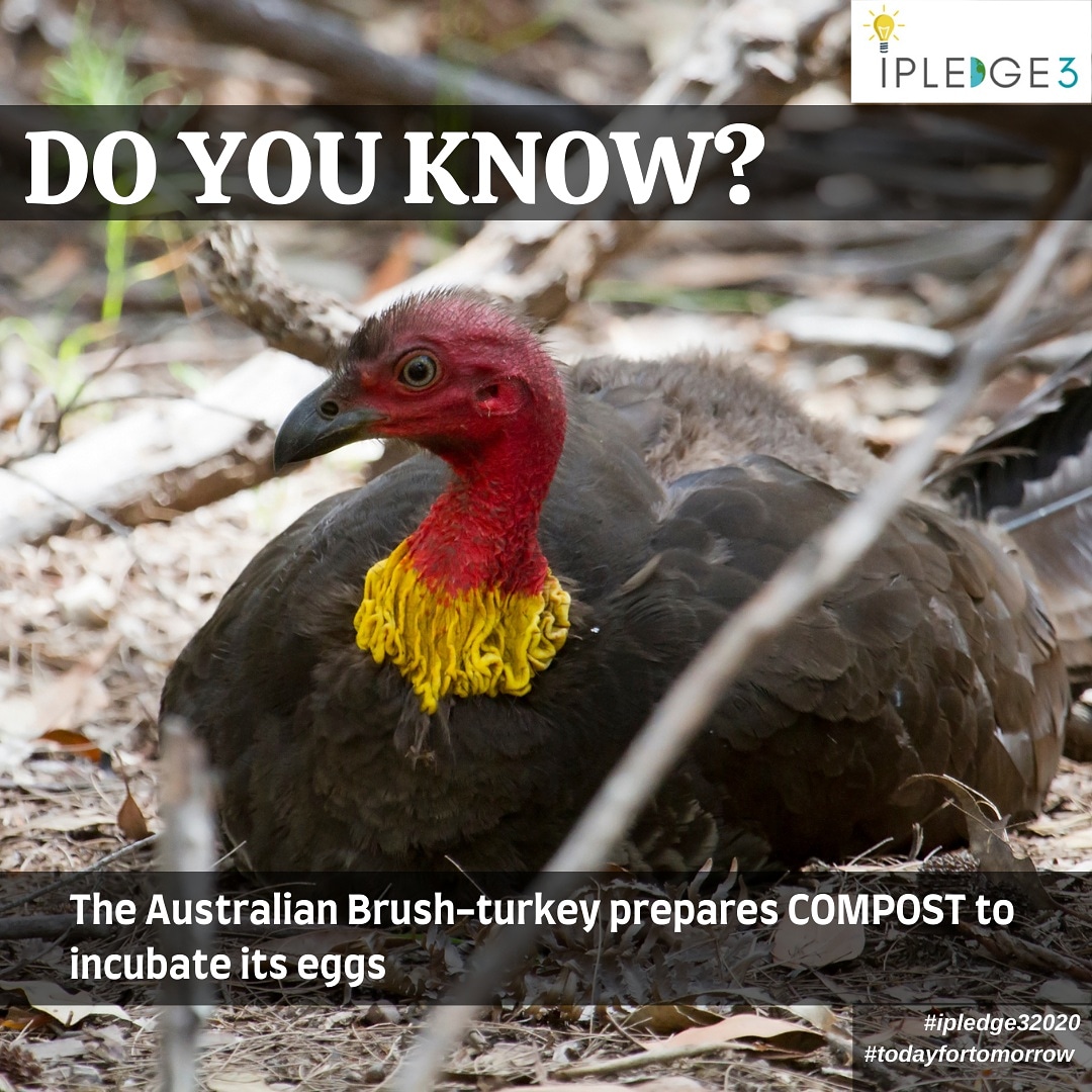 vridhihyderabad's tweet photo. The Australian Brush-turkey collects all decaying material and builds a mound that allows incubation of more eggs than it could sit on!

The temperature is constantly checked using its beak and maintained accordingly🌡️

#ipledge32020 #compostingiscool #australianbrushturkey #Fact https://t.co/MRd4EPJekt