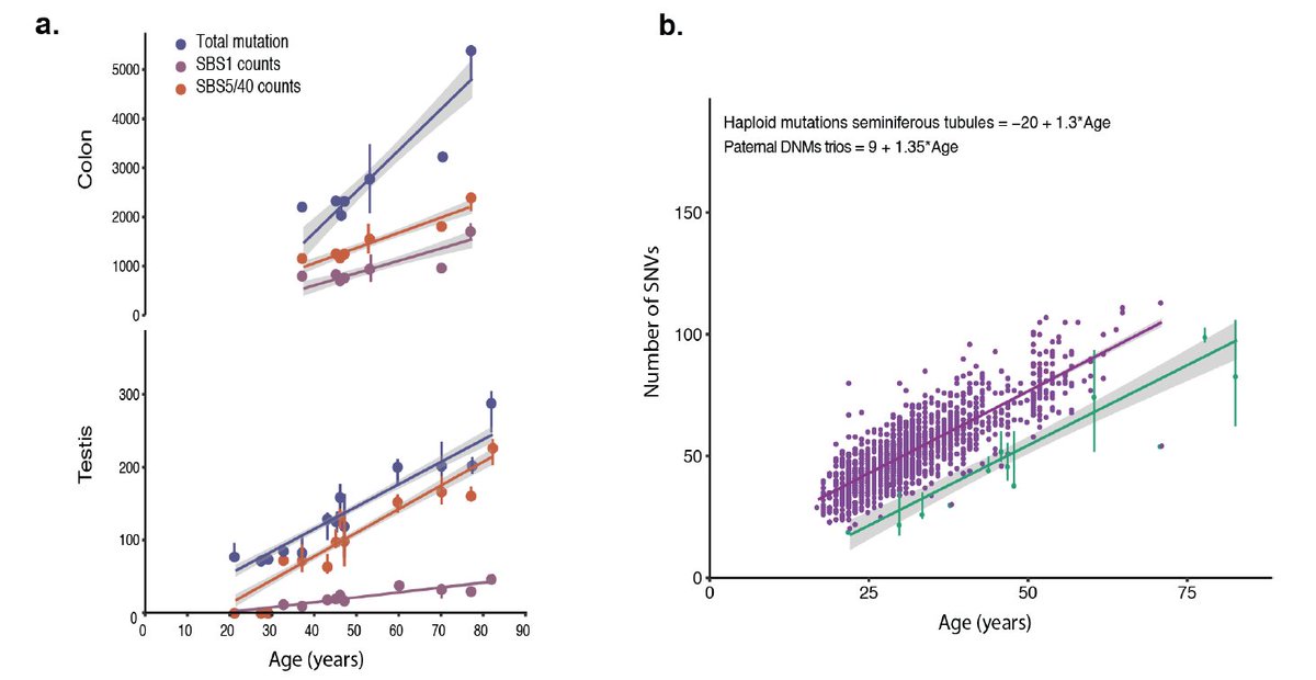 We compared mutation burdens across tissues. Crypts have the highest rates (52 SBS/year), but lower rates were in gastric glands (25 SBS/year), prostatic glands (19 SBS/year) & pancreatic acini (15 SBS/year). Remarkably, the male germline rate was much lower (2.6 SBS/year)[4/10]