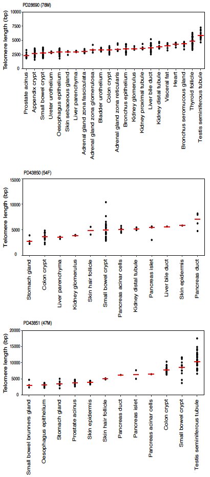 Telomere shortening is a hallmark of ageing - we looked at the relative telomere length across all cell types and found substantial variability between cell types.Thomas Olliver  @d4l997  @briscoejames