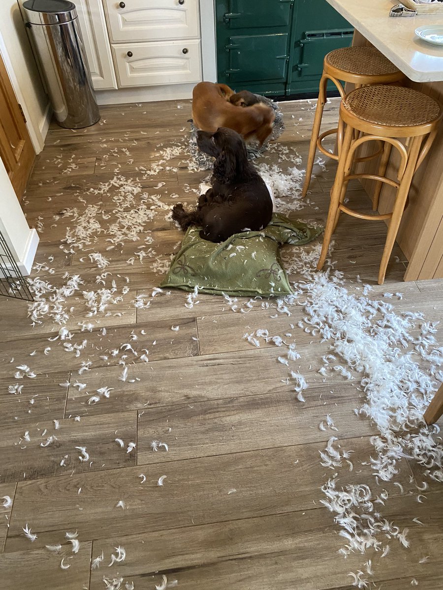 FlyingCaptain's tweet image. #ThisMorning this what one of out Teckel hounds did this morning. David in Oxfordshire