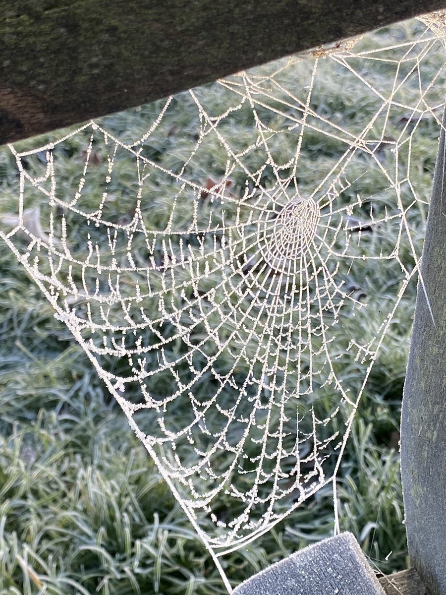 gleni77's tweet photo. A magical morning along the Thames in Henley. #quiet #frost #rivermist #cobwebs #henleyweir https://t.co/WbdMDieeLD