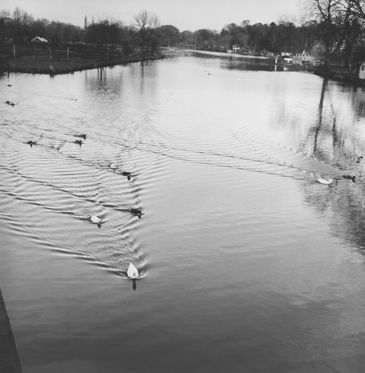 Our archive notes say this action shot depicts ducks mid-race downstream, on the Thames. Unfortunately we don't know the results, and the photographer was unable to interview either the winner or runners-up for comment. However, we suspect the winner was, most likely, a duck