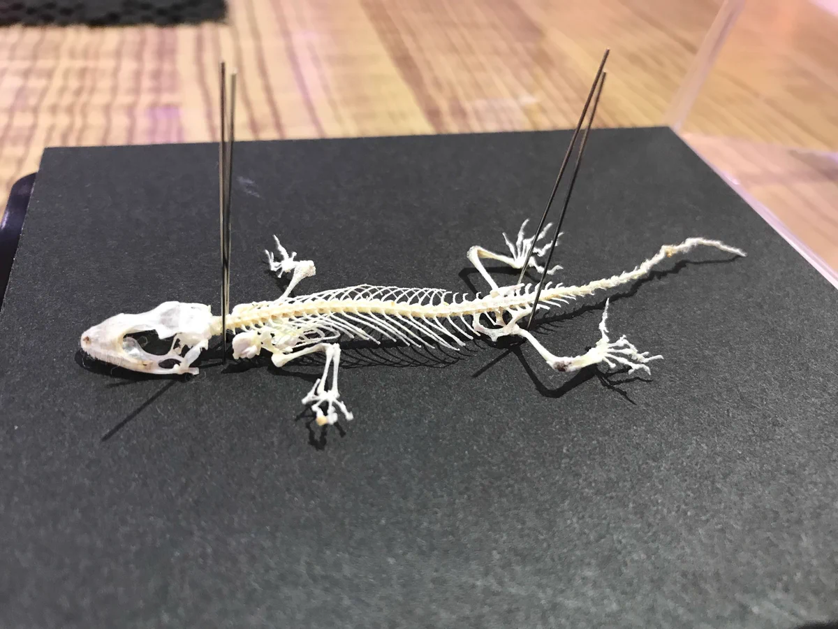 足立区生物園 on X: 