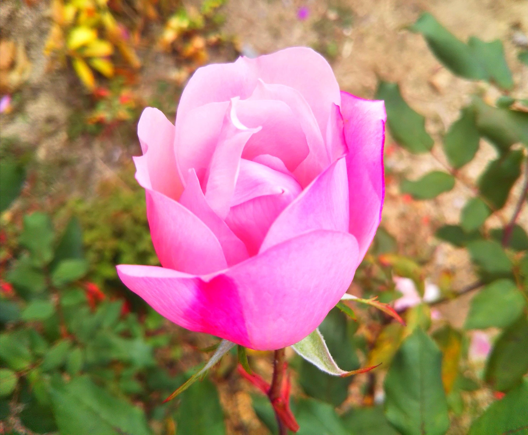 いわきクラフトカフェ Twitter Search Twitter