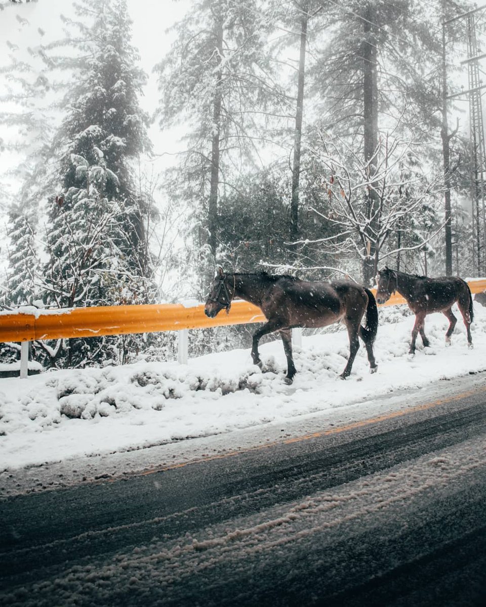 LandofPakistan's tweet photo. Winter is not a Season its Celebration
Muree Hills
©️ Safi https://t.co/0xUZeerUHc