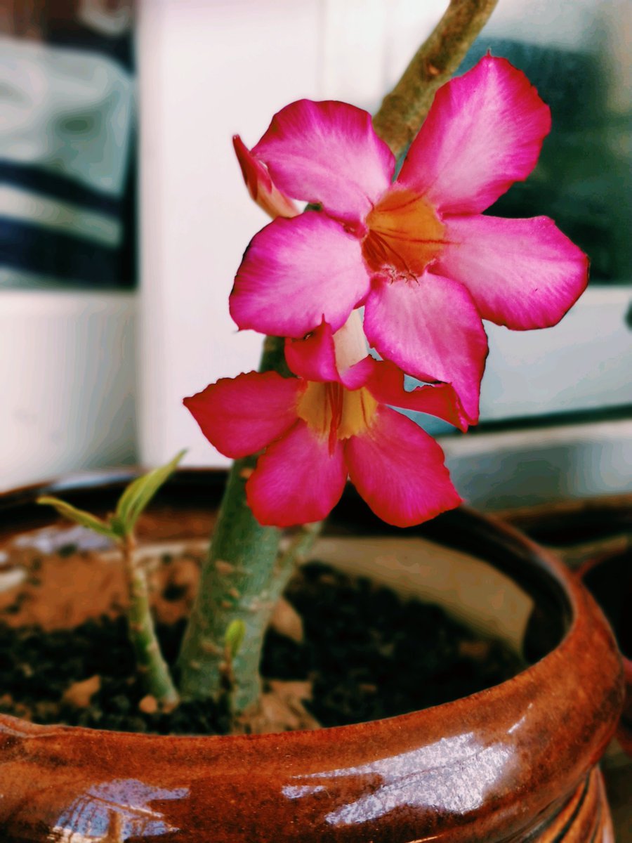felinemusings's tweet photo. This beauty of a desert rose seems to have settled well in it's new home #desertrose #gardening #containergardening #balconygardening #beauty #bliss #happiness #pottedplants #plants #flowrers #blooms #pink #adenium https://t.co/lwaSykq8H3