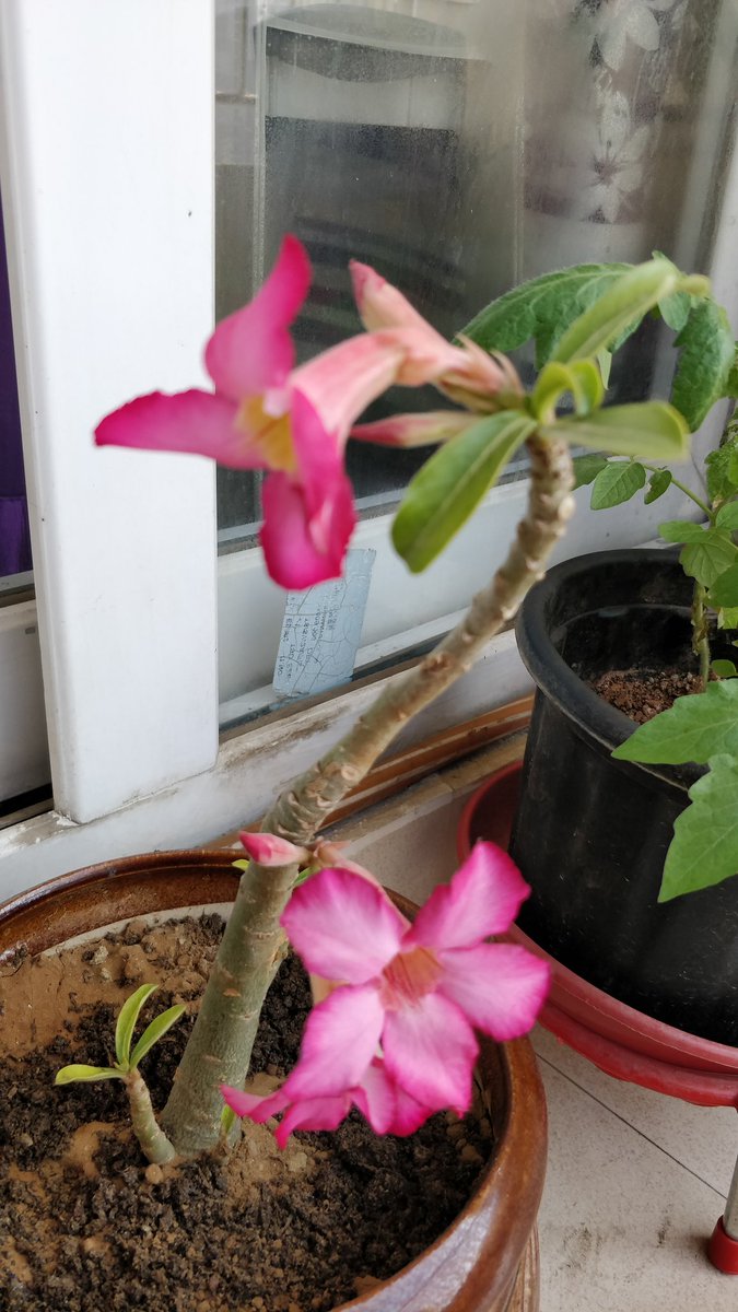 felinemusings's tweet photo. This beauty of a desert rose seems to have settled well in it's new home #desertrose #gardening #containergardening #balconygardening #beauty #bliss #happiness #pottedplants #plants #flowrers #blooms #pink #adenium https://t.co/lwaSykq8H3
