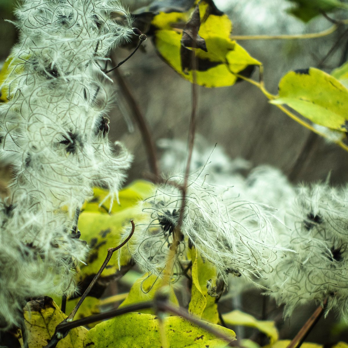 A change for me: the beauty is in the detail. #upclose #naturedetails #seedheads #plantlife #wildflowers #naturewalk #upclosewithnature #nature_brilliance #upclosephotography #naturephotography #kentnature #plant
#oldmansbeard #nature #lichen #naturelover #countrywalk #dartford
