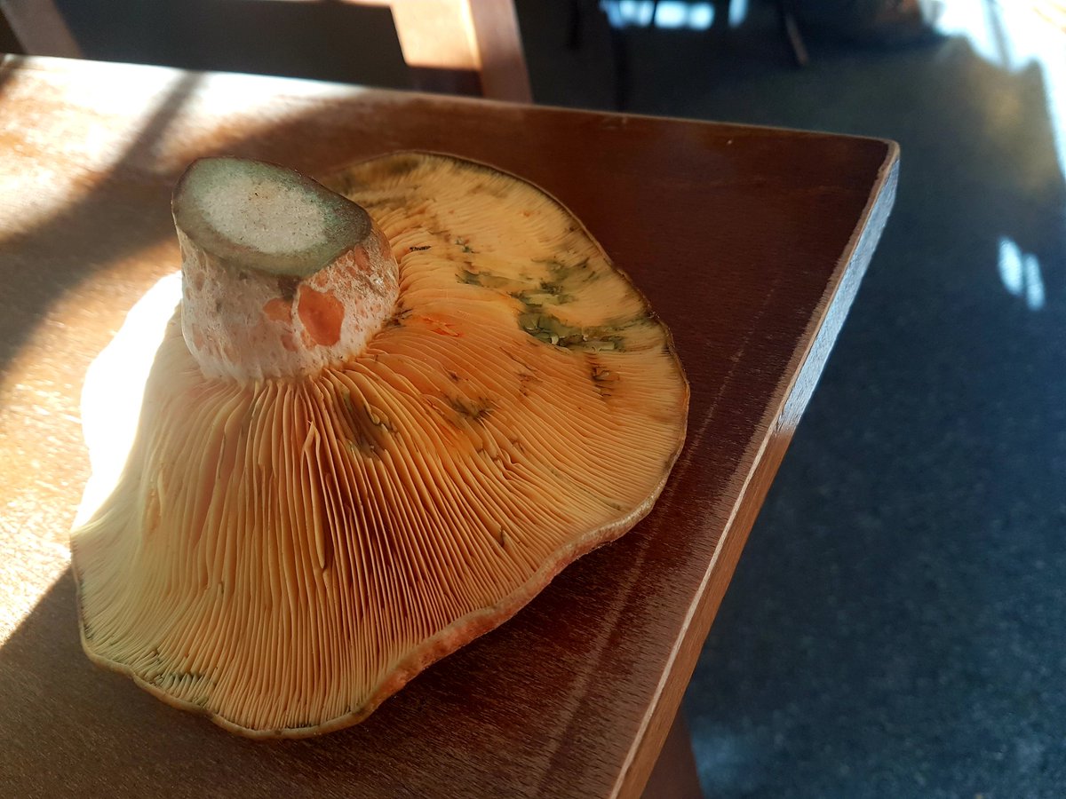 Isabelmarsi's tweet photo. https://t.co/jAHH7sMEQN