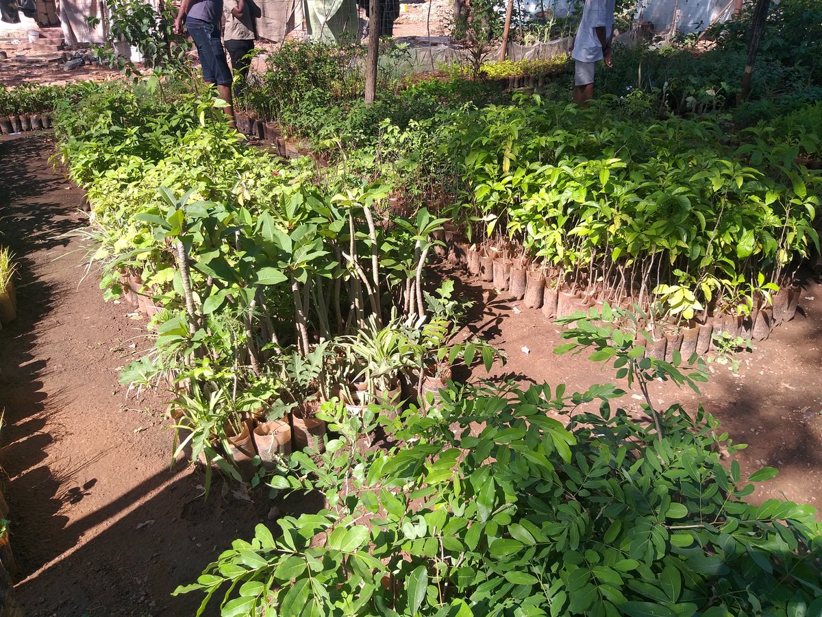 Up for the challenge 💪between today &amp; tomorrow ?
*Greening Zvishavane by :
-Planting 250 #trees in Mhondongori Clinic 
-Murowa Clinic 300 trees

Fruit trees such as Mangoe, Lemons ,Mazhanje to easy food insecurity in the area 

#MyPlanetMyRights 
We are together in this