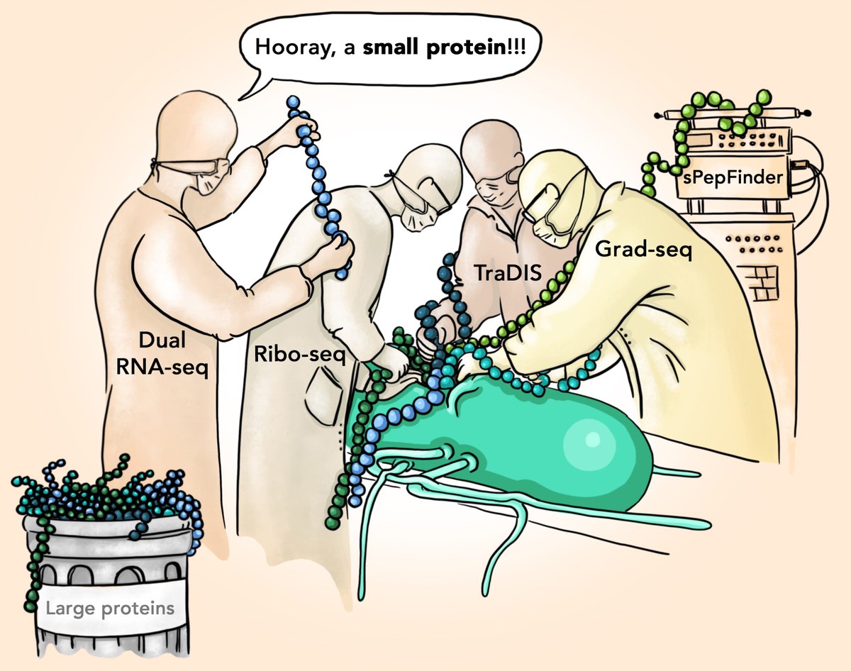 Out now on <a href="/FEMSmicro/">FEMS</a>‘s µLife, our work on small proteins in Salmonella! 
academic.oup.com/microlife/arti…