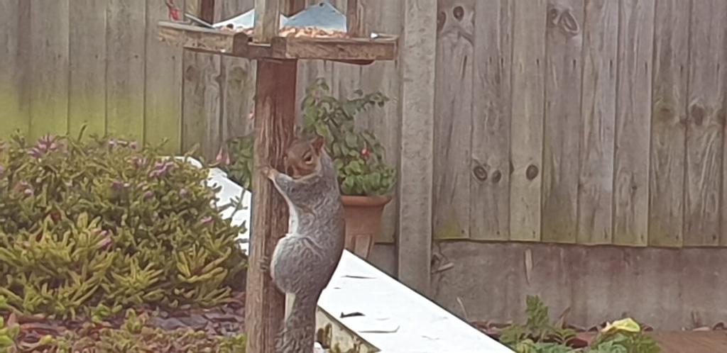 BinAnimals's tweet photo. #SnackFriday sharing the squirrel-feeder with birds, it's the reason for the season https://t.co/1AkbZcchKI