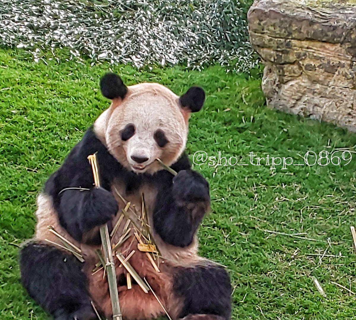 【マリン&サファリのふれ愛ランド(1992,H4年~)】
南紀白浜アドベンチャーワールド!
🐼パンダラブにて、お外にいらしたのは桜浜♀ちゃん♪
竹をモシャモシャ、かわいいね。
#always_together #true_my_friend #your_smile #桜浜 #パンダ #はるかなる国 #ナチュラルで行こう #はるかなる国へようこそ https://t.co/lxk8wNNMLc