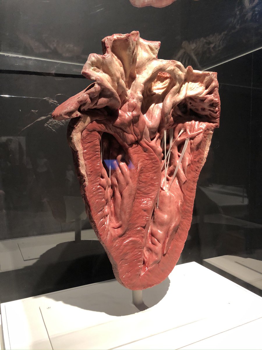I decided it was best to take my time which what I learnt at  @AustMus! I discovered on today’s journey that this gorgeous museum in the middle of Sydney is full of heart! (And not just this tyrannosaurus heart that I found!)  #AUReopening 2/n
