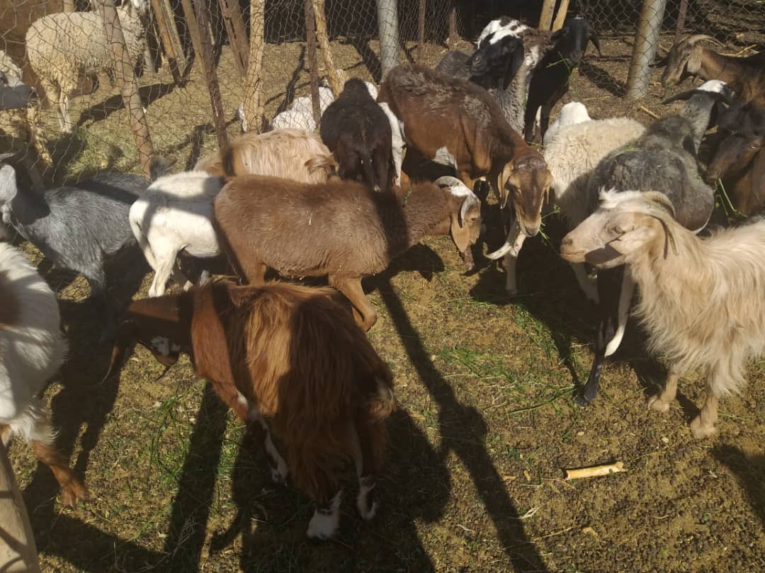 Virtual groups,facilitated by <a href="/WFP/">World Food Programme</a> &amp; born of a local farmer initiative in Ghat, are scaling up to other parts of #Libya &amp; bolstering info/skills sharing on all things agriculture. This is a 1st step in the <a href="/WFP/">World Food Programme</a> agricultural support funded by 🇨🇿 🇫🇷 
<a href="/CdCMAE/">Centre de Crise et de Soutien</a> <a href="/vnitro/">Ministerstvo vnitra</a>