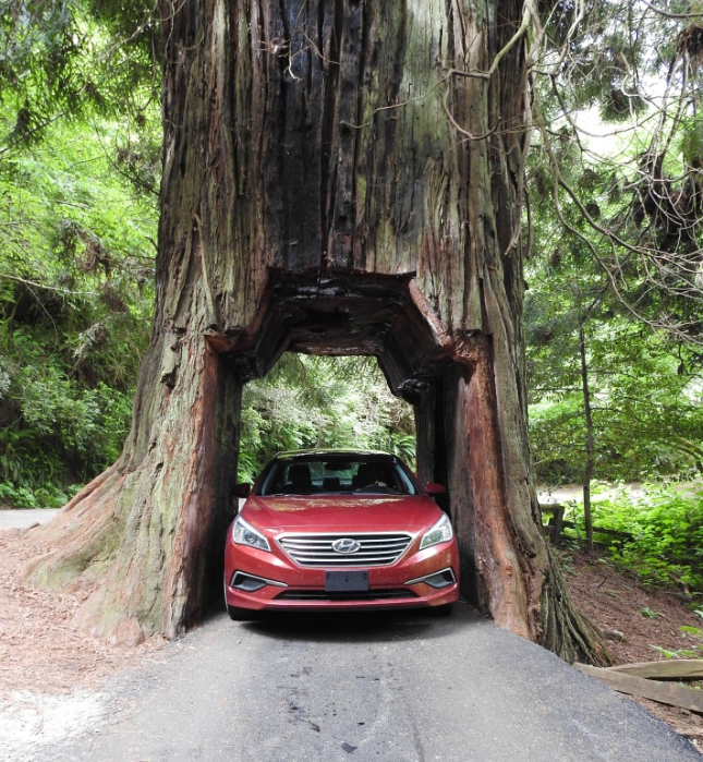 SimpleFlask's tweet photo. There are many wonderful and exquisite tree houses. Watching the car go through the cave in the giant tree will make you admire the magic of nature.🏞️#travel #water https://t.co/ydqrk4FjnQ