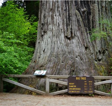 SimpleFlask's tweet photo. There are many wonderful and exquisite tree houses. Watching the car go through the cave in the giant tree will make you admire the magic of nature.🏞️#travel #water https://t.co/ydqrk4FjnQ