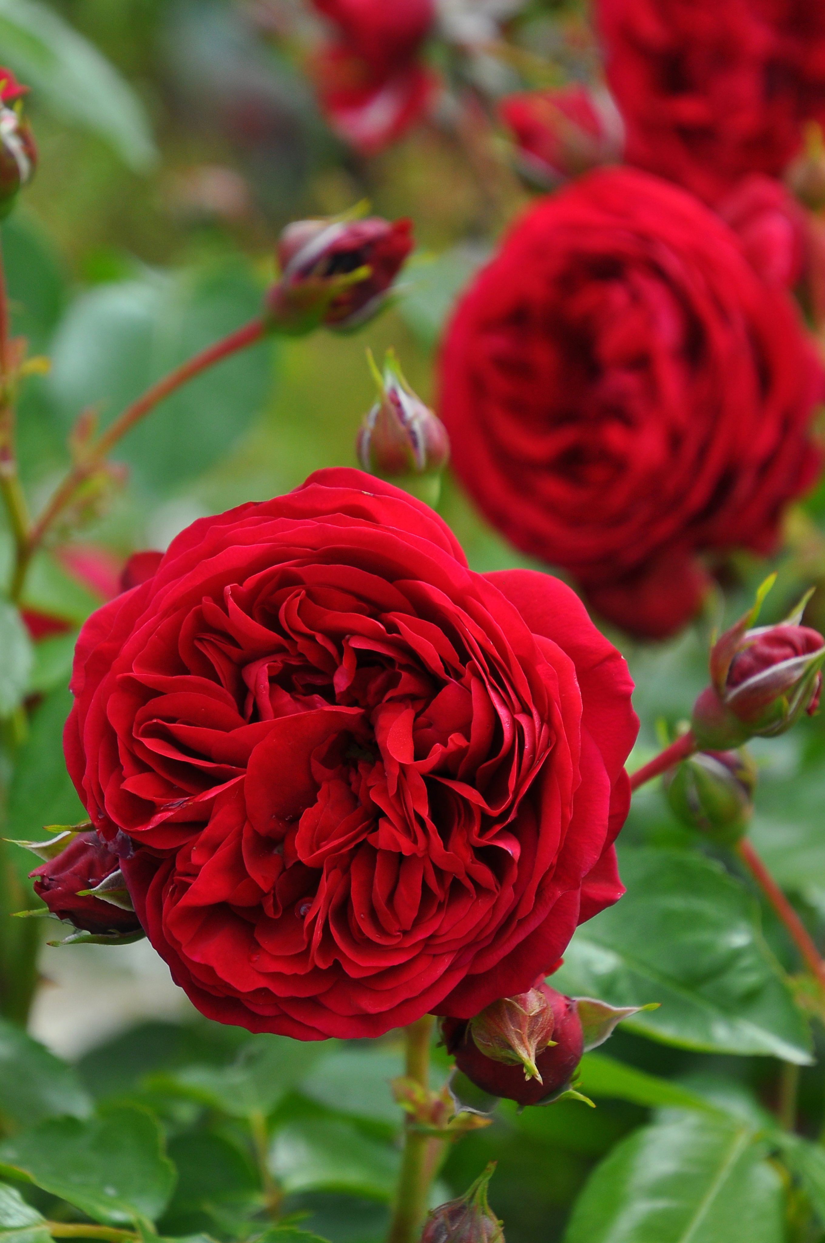 バラの家 公式本店 Rosa Orientis on X: バラの家 公式本店 Rosa Orientis on X: