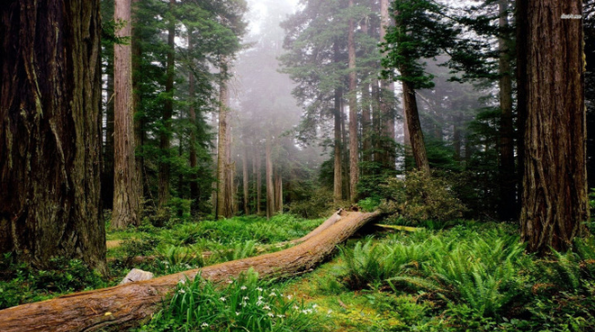 SimpleFlask's tweet photo. Ride in the redwood forest to experience fun that is completely different from the modern city.🦌🌲#forest #waterbottle #travelling https://t.co/jzHjUXCfYl