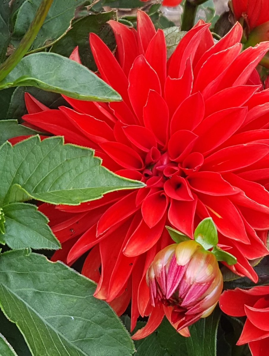 GabyLynch9's tweet photo. #DahliaLove 😊❤ https://t.co/yfiRLoN9Bs