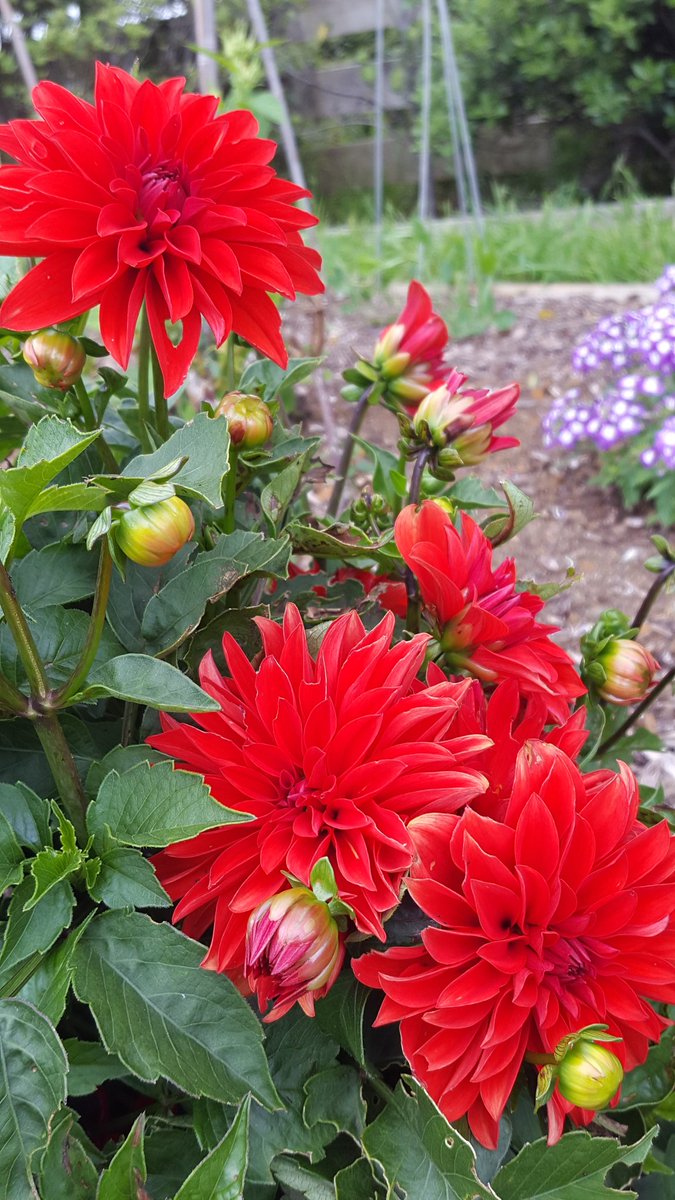 GabyLynch9's tweet photo. #DahliaLove 😊❤ https://t.co/yfiRLoN9Bs