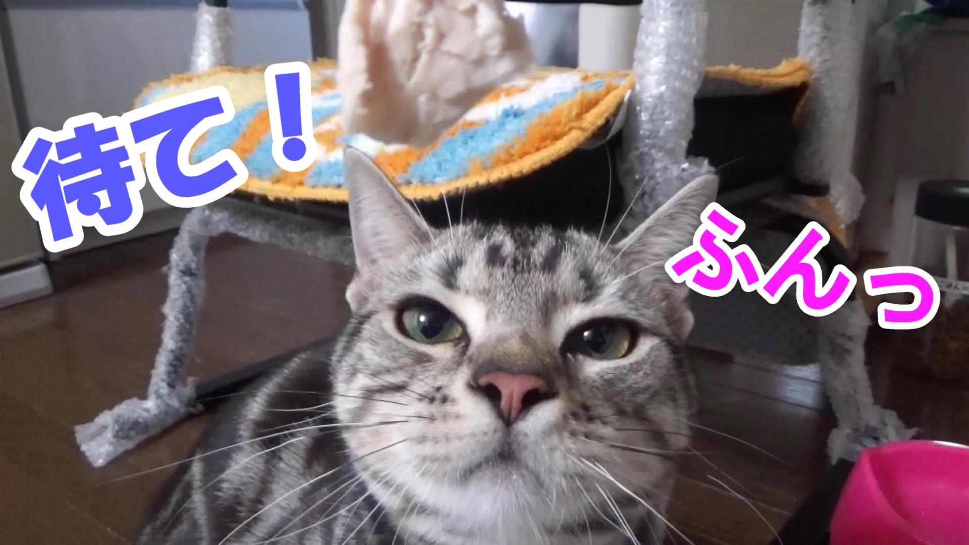 姫華 待てを頑張って耐える猫 鼻息ふんふんっ アメリカンショートヘア 動画はこちら T Co Cxbjr8yoqf アメショ アメリカンショートヘア 猫 猫好きさんと繋がりたい 姫華のアメショーワールド 待て 鼻息 T Co Dd97pz7auq