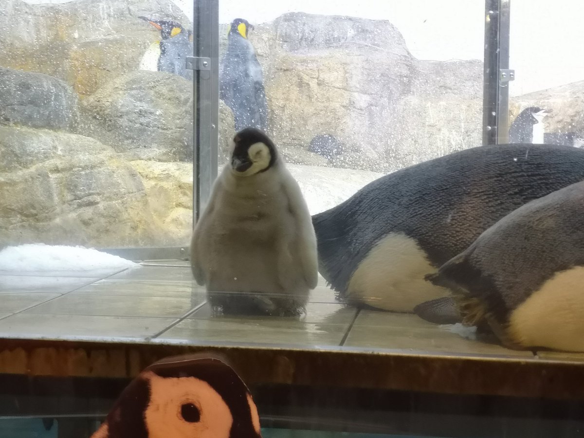 アドベンチャーワールド、ペンギンの繁殖も力入れてるんやなぁ。めっちゃペンギンの雛いた https://t.co/YZz6dQnfz9