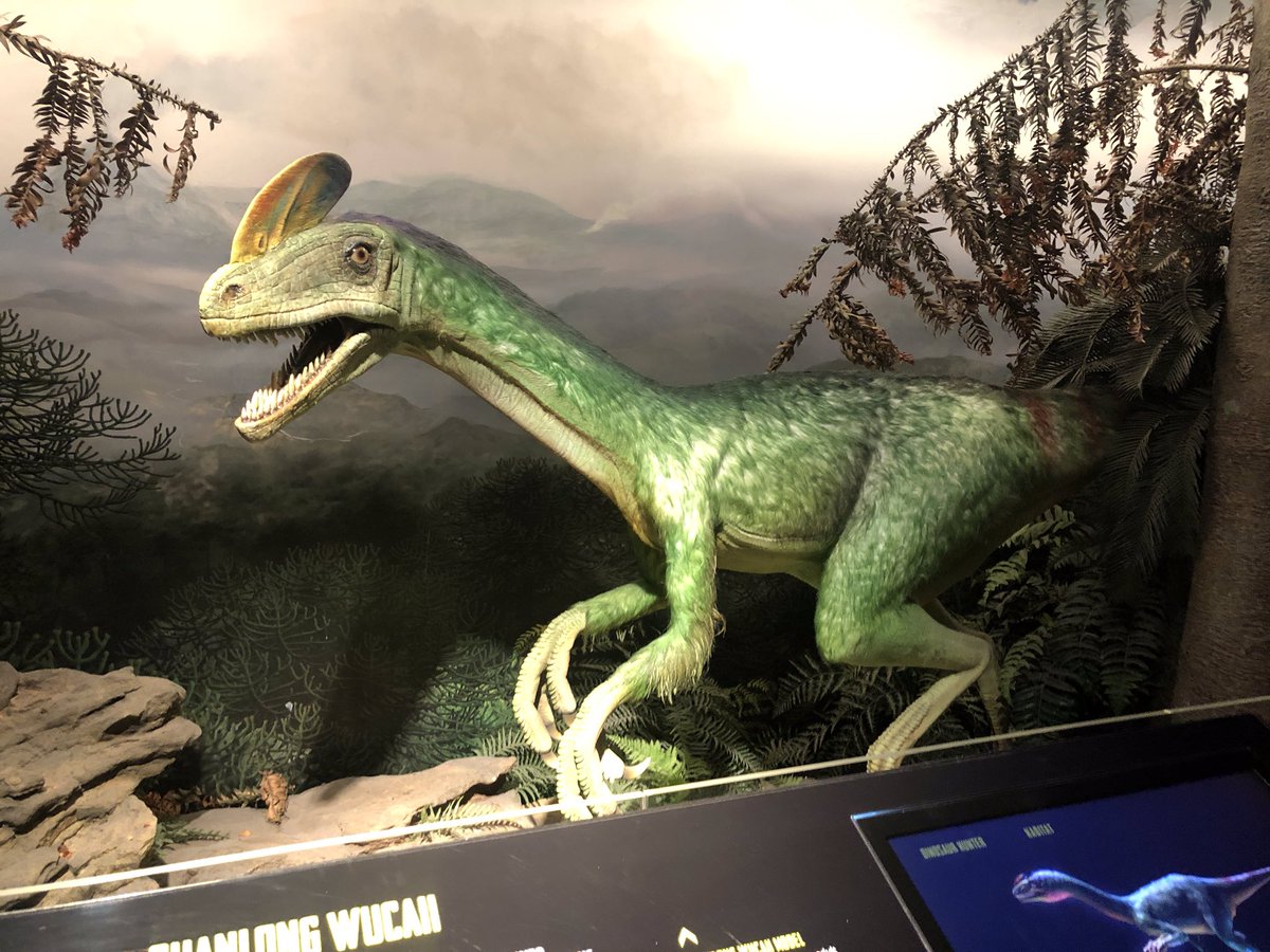 And, if you head downstairs, be prepared for an exhibit that is DYNOMITE! Fun Fact: the scientists of  @austmus have mapped the genome of Tyrannosaurus - I kid you not! Aussies are LEGENDARY!  #AUReopening 10/n