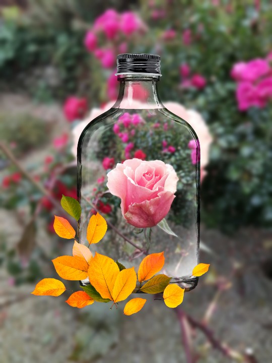 GrowWriteRepeat's tweet photo. Dear Twitter, I'd like to recommend PipCamera. Here's my submission to #flowersonfriday Thank you @flowersonfriday for having us. #pipcamera https://t.co/nxggpslVk2