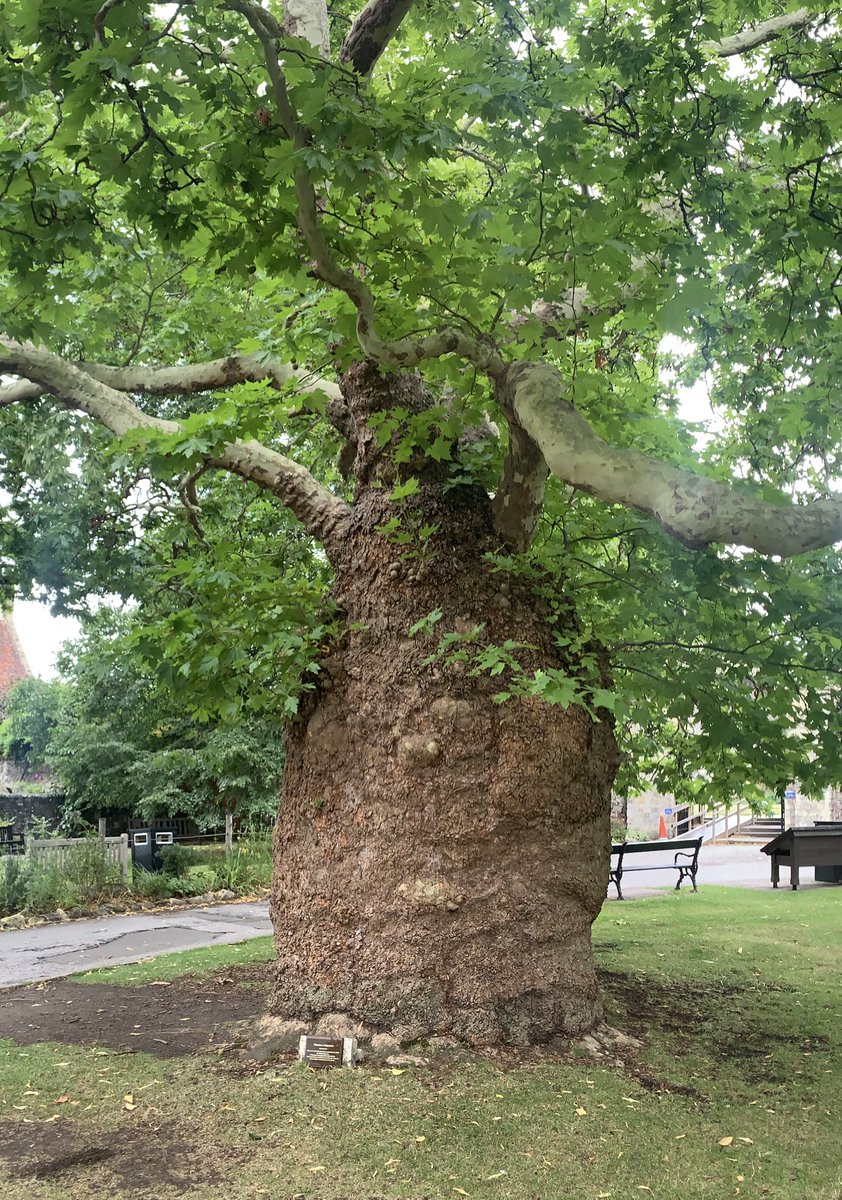 TiCLme's tweet photo. Have you seen any of these extraordinary London plane #treemonsters in Birmingham?
@Team4NatureBham @BhamCityCouncil @Britnatureguide @CETBrum @GetOutKids @BOSFonline @BhamTrees4Life @RSBWestMids @forum_parks @the_queslett @YourGreenAction
https://t.co/X9rHZtVlIW https://t.co/8JIuGL3DuL